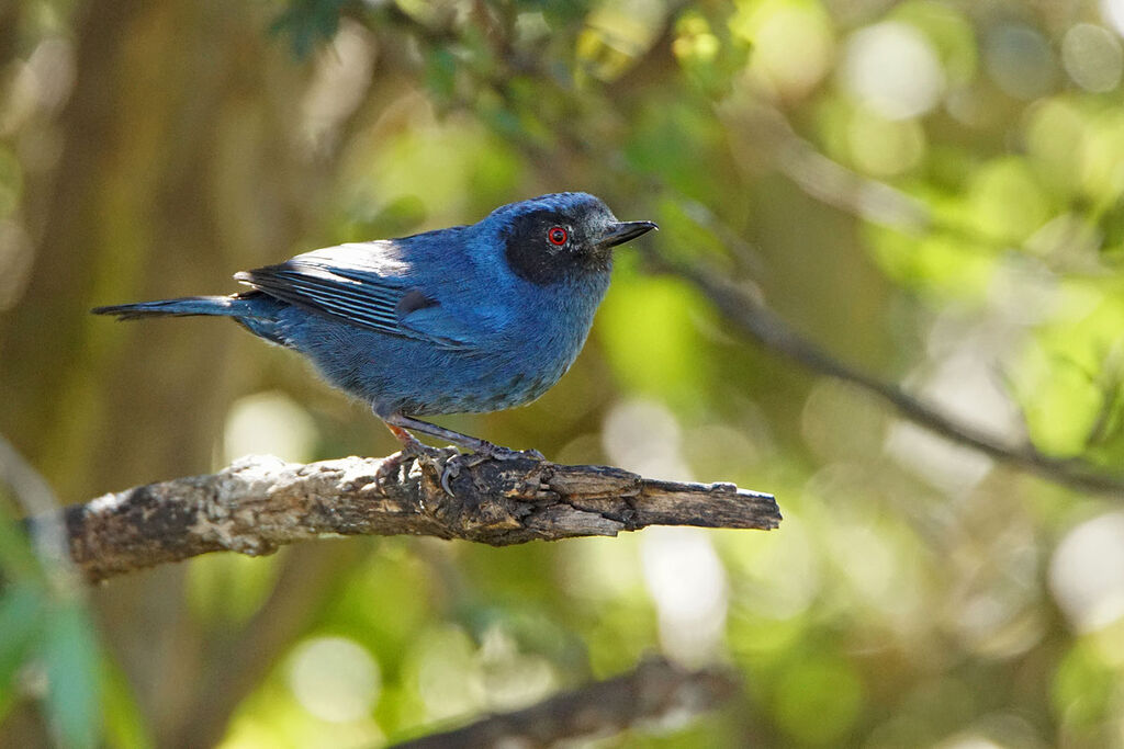 Masked Flowerpiercer