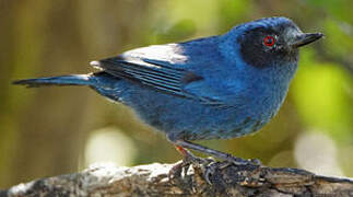 Masked Flowerpiercer