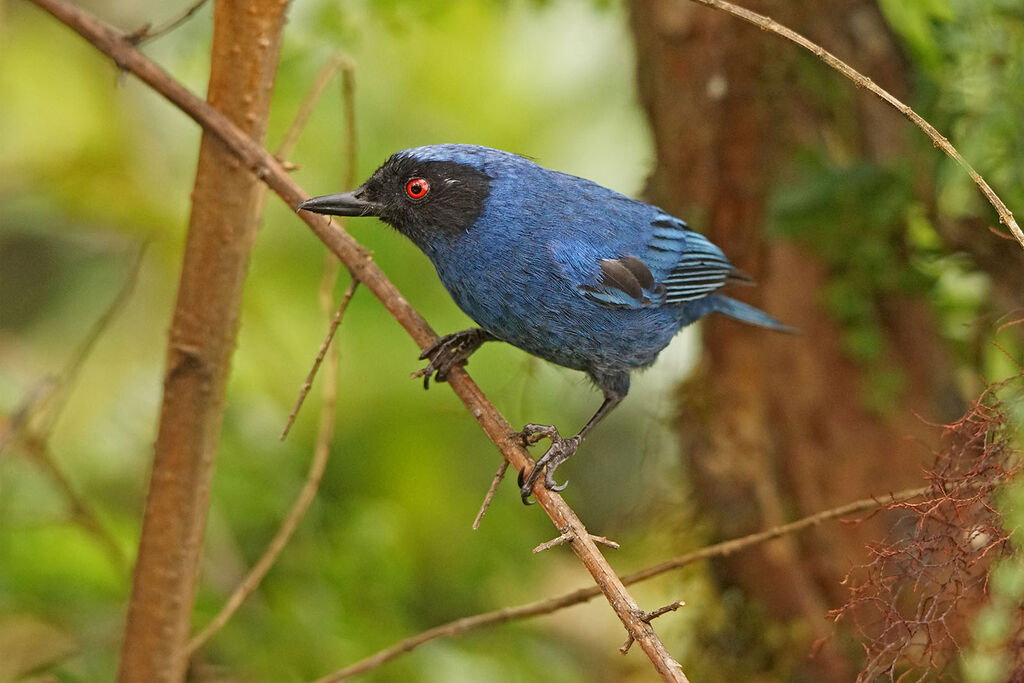 Masked Flowerpiercer