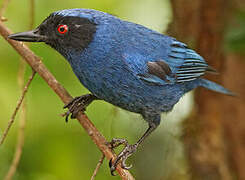 Masked Flowerpiercer