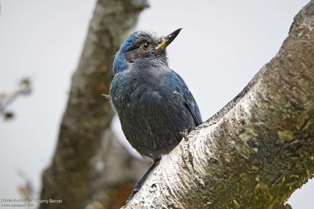 Masked Flowerpiercerimmature, identification