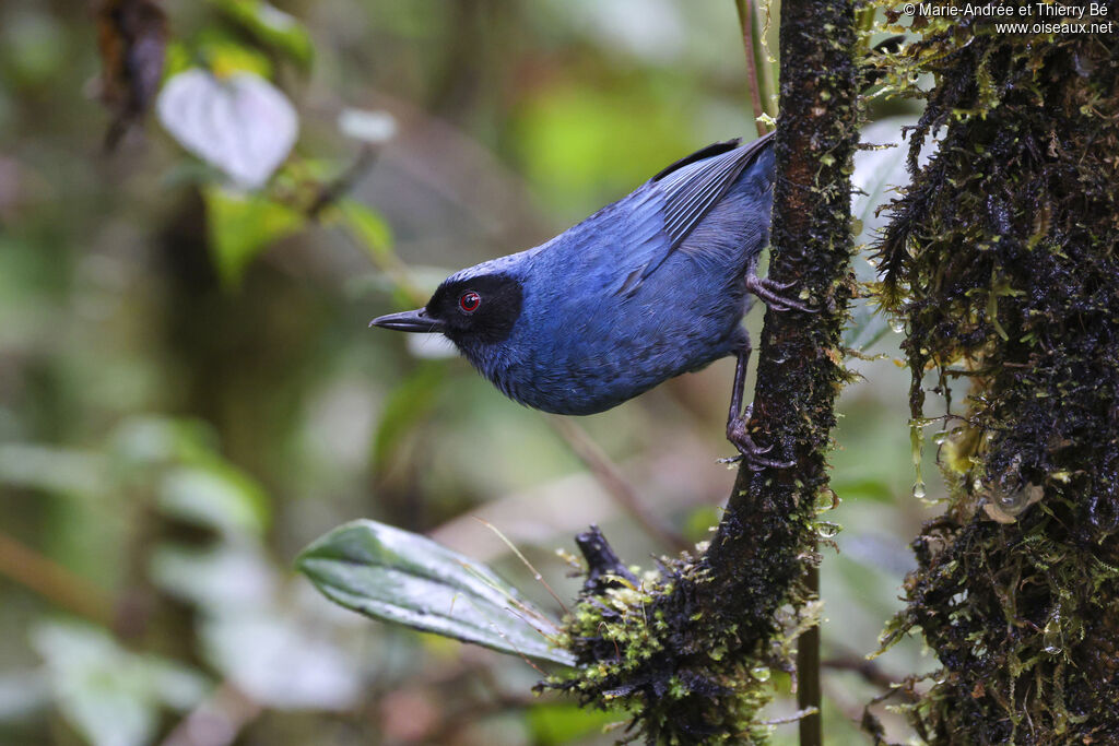 Masked Flowerpiercer