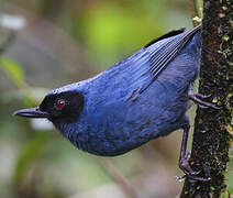 Masked Flowerpiercer