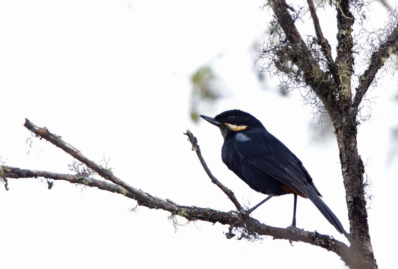 Moustached Flowerpiercer