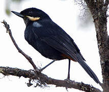 Moustached Flowerpiercer