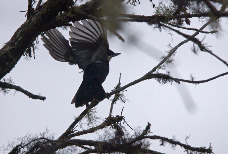 Moustached Flowerpiercer