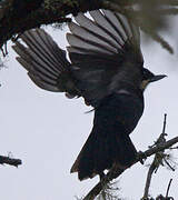 Moustached Flowerpiercer