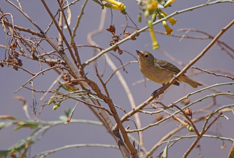 Rusty Flowerpiercer female