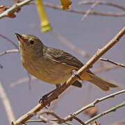 Rusty Flowerpiercer