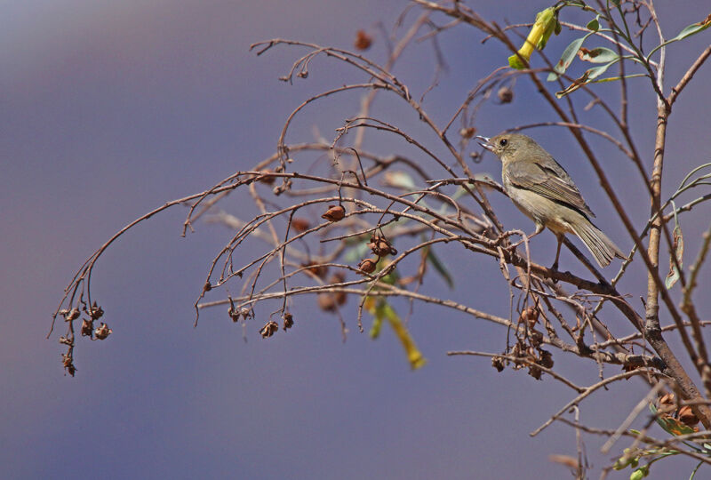 Rusty Flowerpiercer female