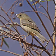 Rusty Flowerpiercer