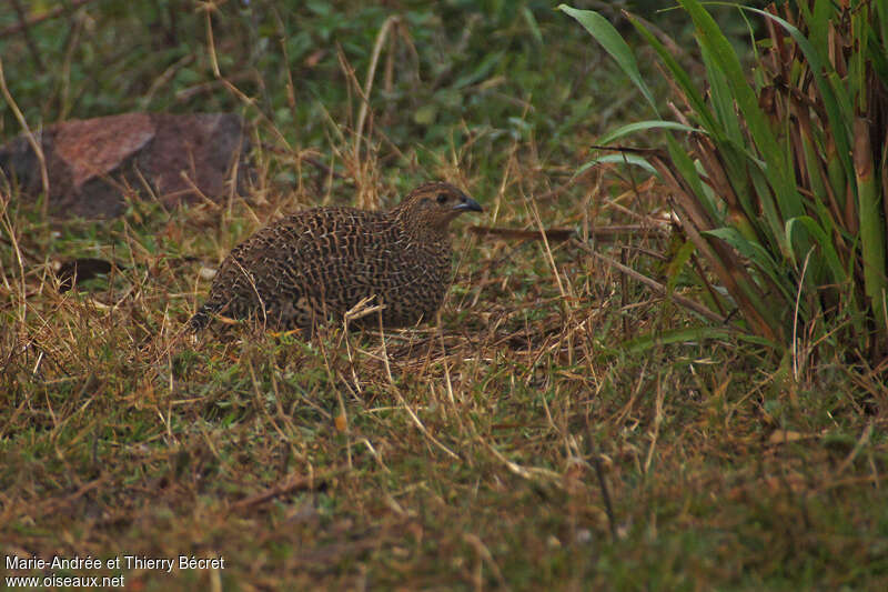 Madagascan Partridge