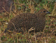 Madagascan Partridge