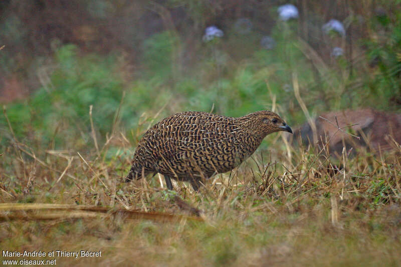 Perdrix de Madagascar femelle adulte, identification