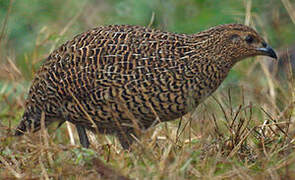 Madagascan Partridge