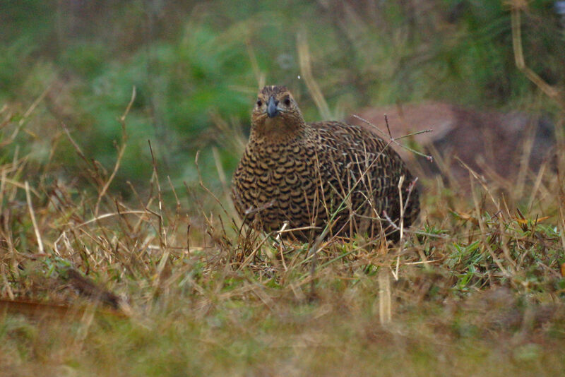 Perdrix de Madagascar