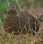 Perdrix de Madagascar