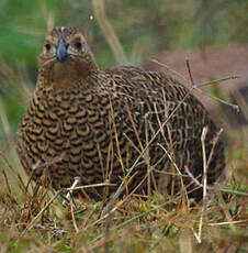 Perdrix de Madagascar