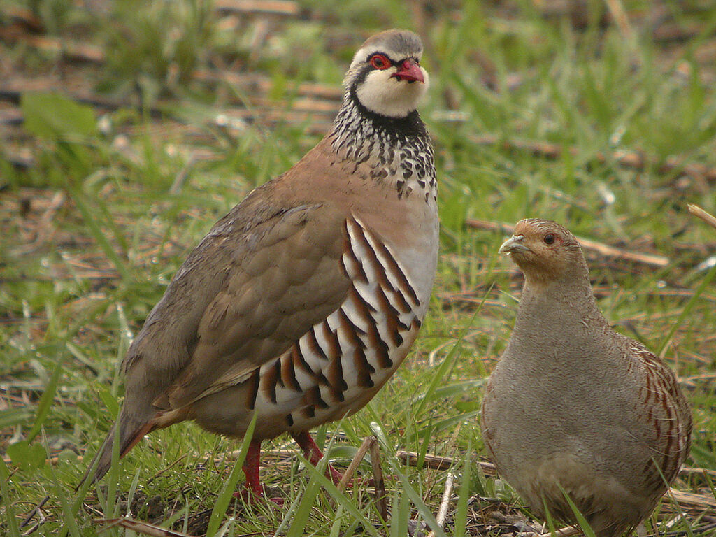 Red-legged Partridge 