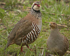 Red-legged Partridge