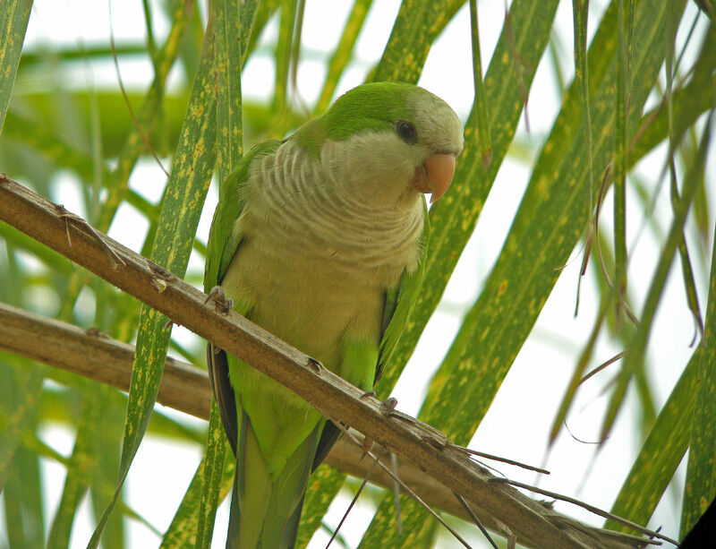 Monk Parakeet