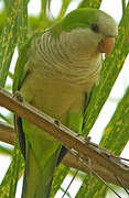 Monk Parakeet