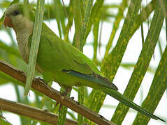 Monk Parakeet