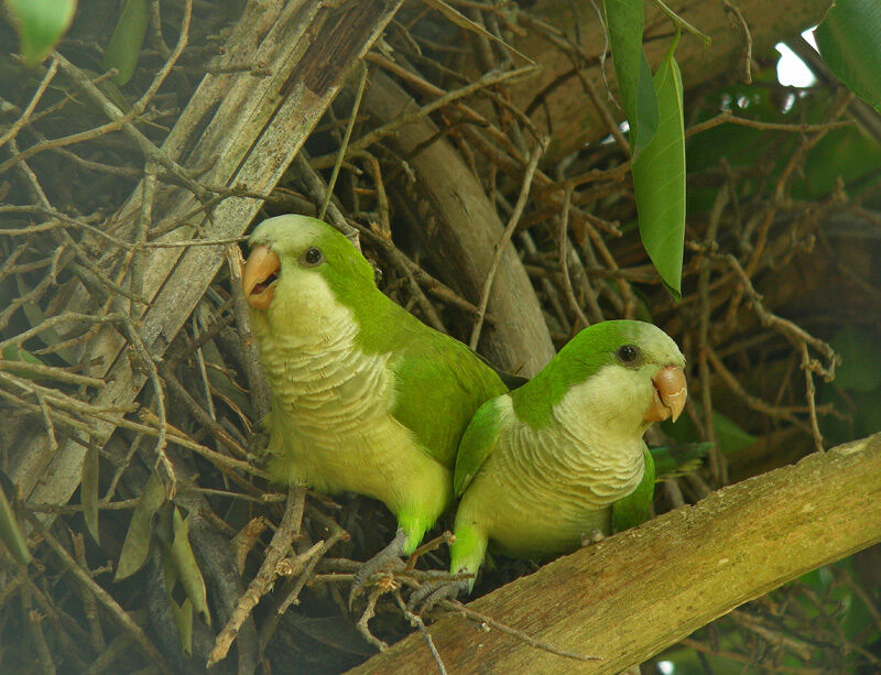 Monk Parakeet