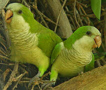 Monk Parakeet