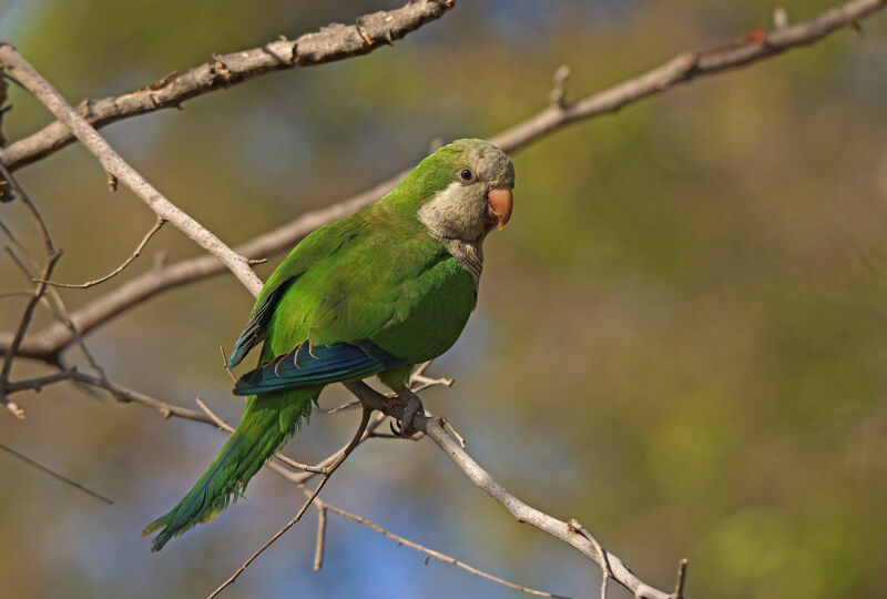 Monk Parakeet