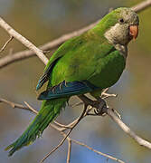 Monk Parakeet