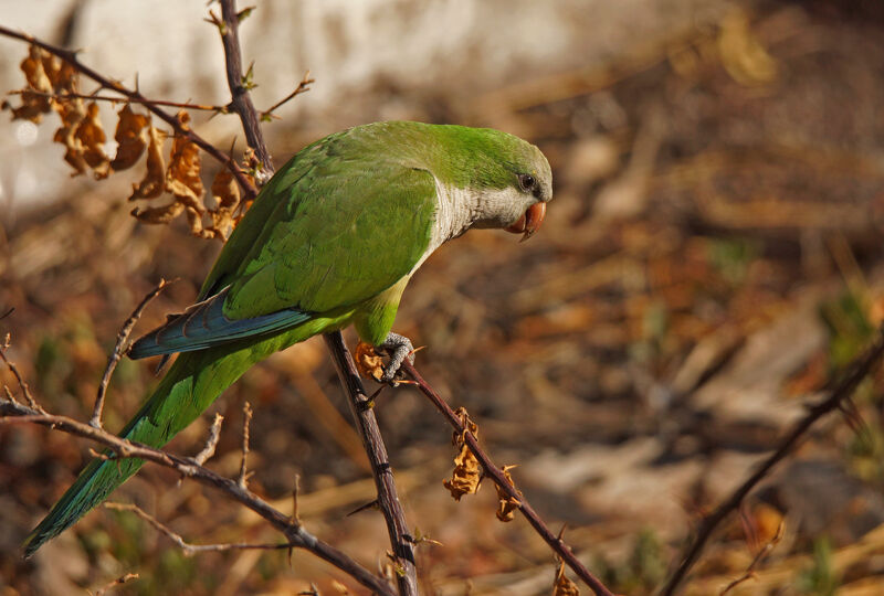 Monk Parakeet