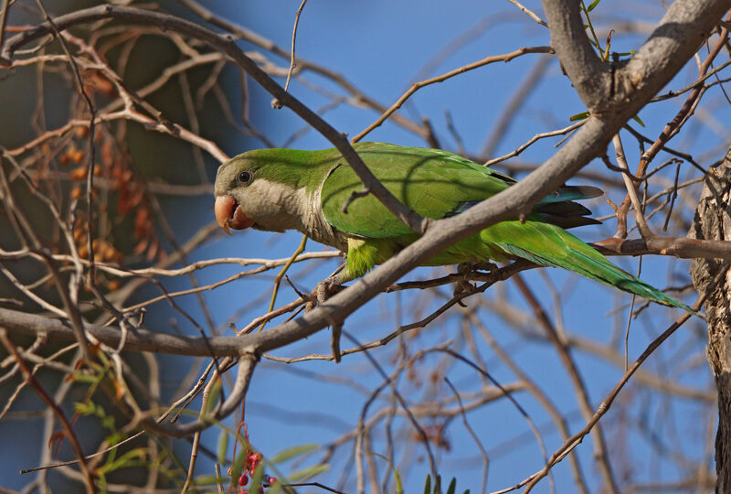 Monk Parakeet