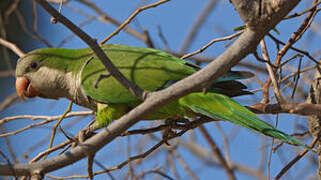 Monk Parakeet