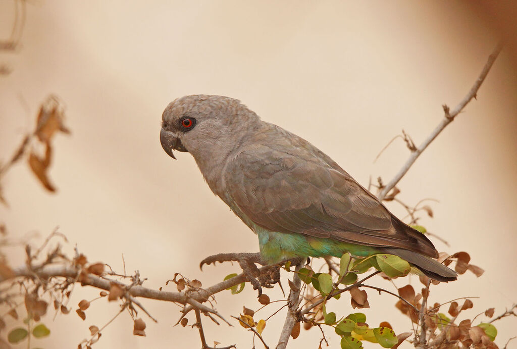 Red-bellied Parrot