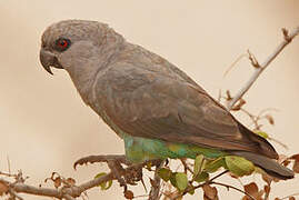 Red-bellied Parrot