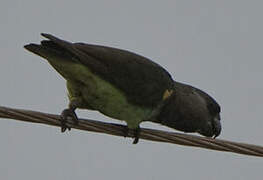 Meyer's Parrot