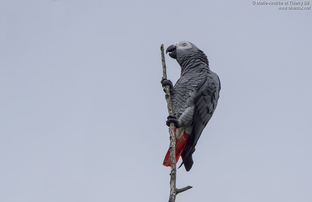 Grey Parrot