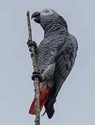 Grey Parrot