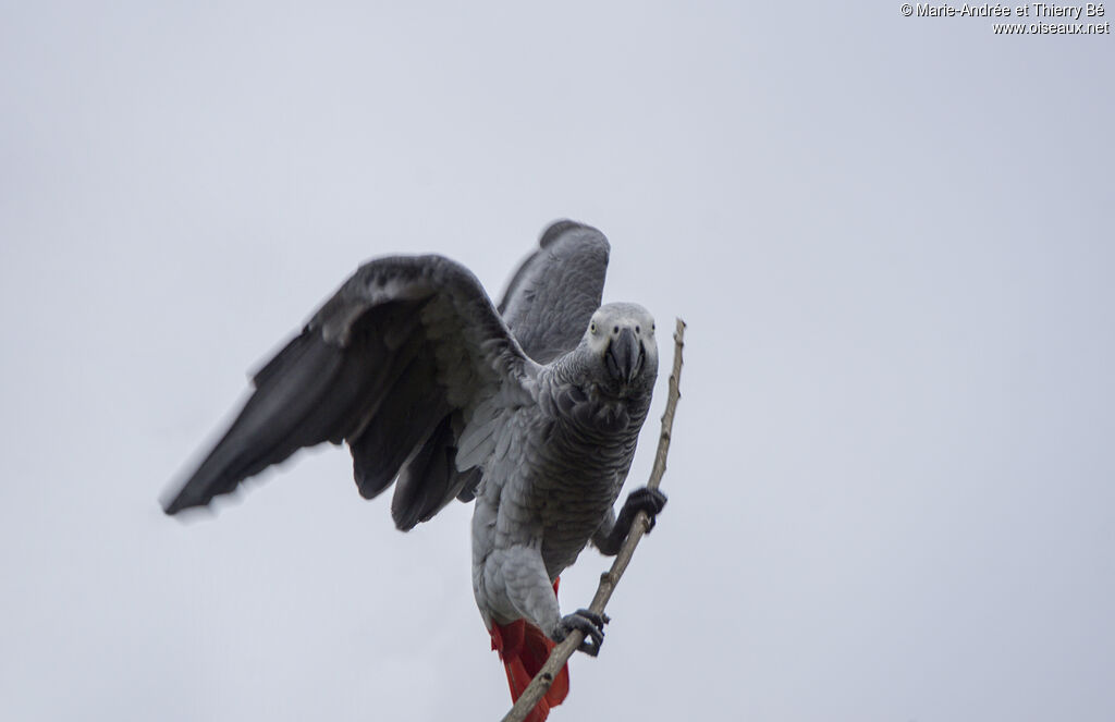 Grey Parrot