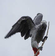 Grey Parrot