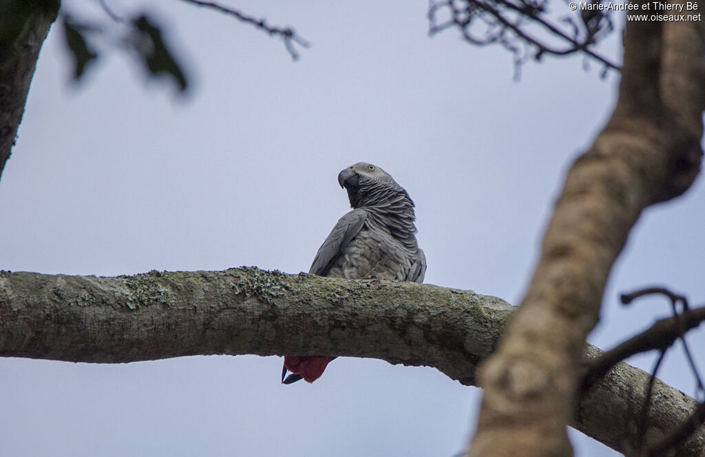 Grey Parrot