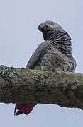 Grey Parrot