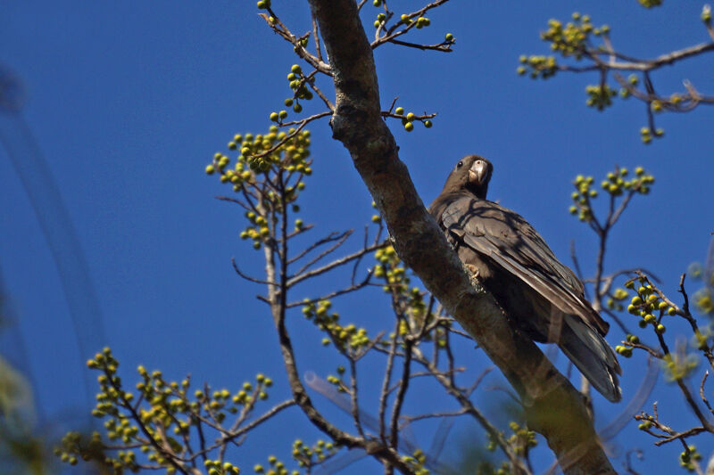 Lesser Vasa Parrot