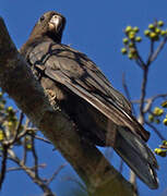 Lesser Vasa Parrot