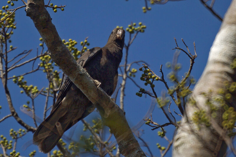 Lesser Vasa Parrot