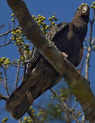 Lesser Vasa Parrot