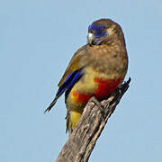 Eastern Bluebonnet