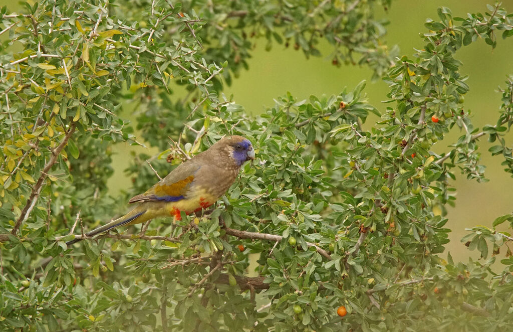 Perruche à bonnet bleu