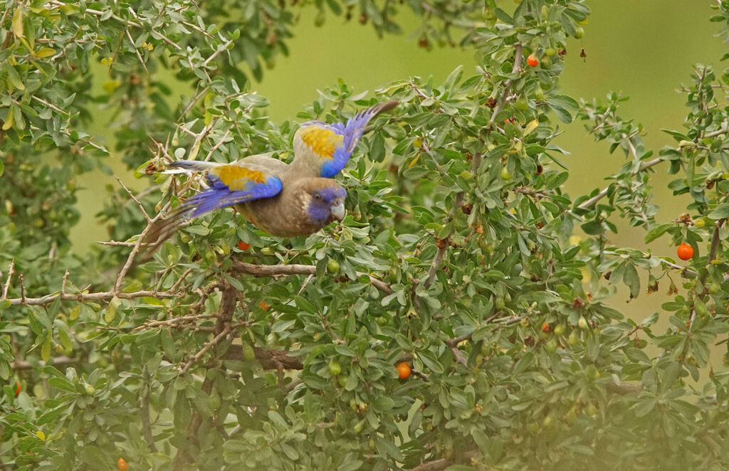 Perruche à bonnet bleu